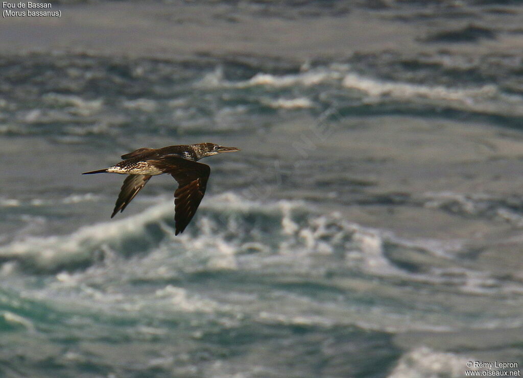 Northern Gannet