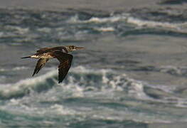 Northern Gannet