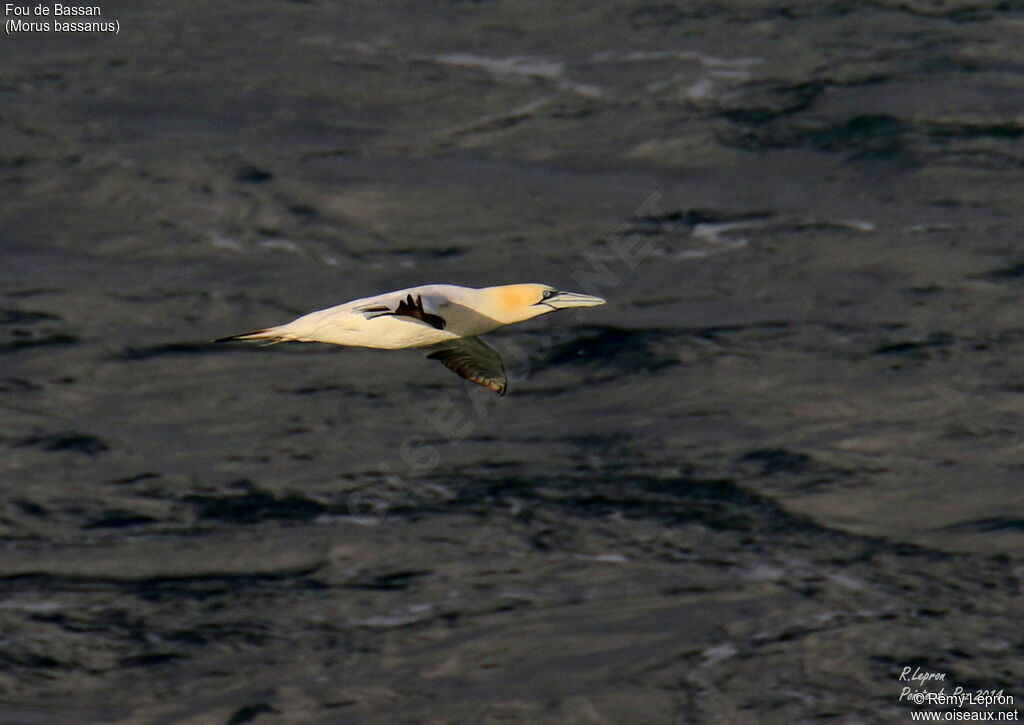 Northern Gannet