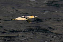 Northern Gannet