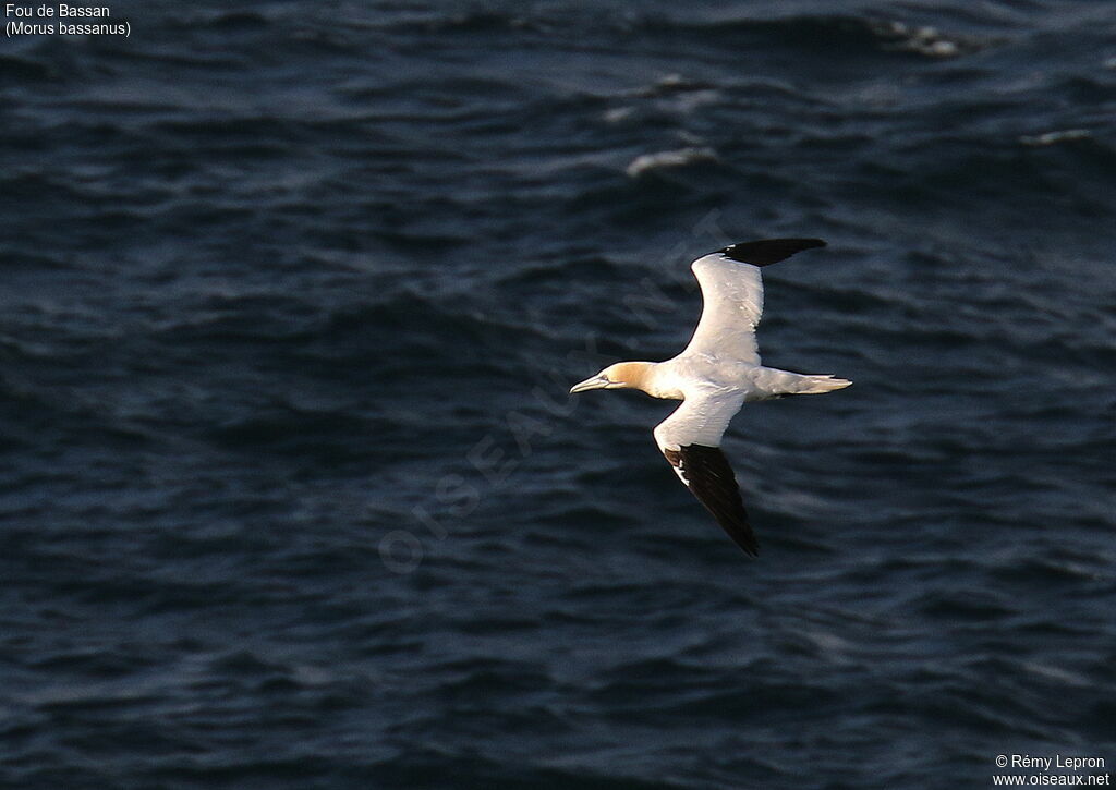 Northern Gannet