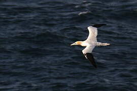 Northern Gannet