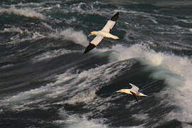 Northern Gannet