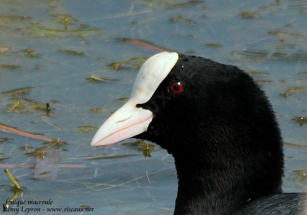 Foulque macrouleadulte