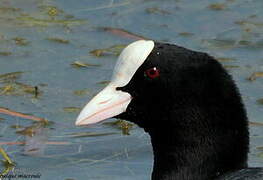 Eurasian Coot