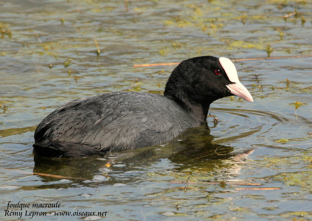 Eurasian Cootadult