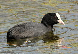 Eurasian Coot