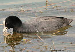 Eurasian Coot