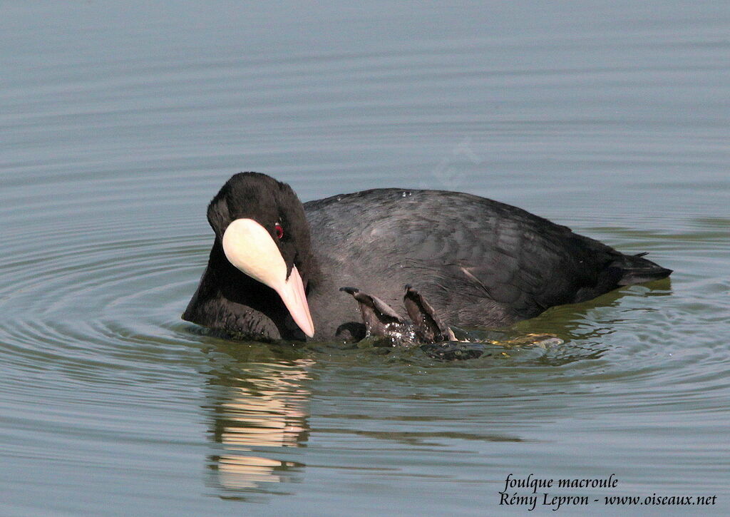 Eurasian Cootadult