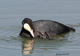 Eurasian Coot