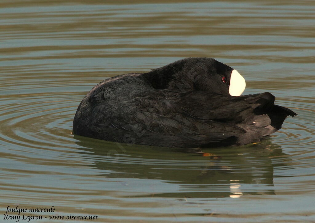 Eurasian Cootadult