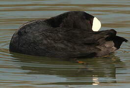 Eurasian Coot