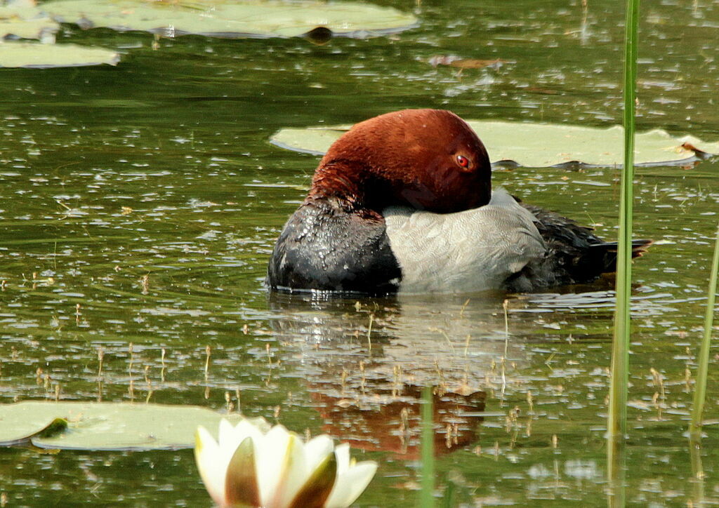 Common Pochard male adult