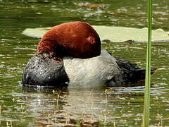 Common Pochard