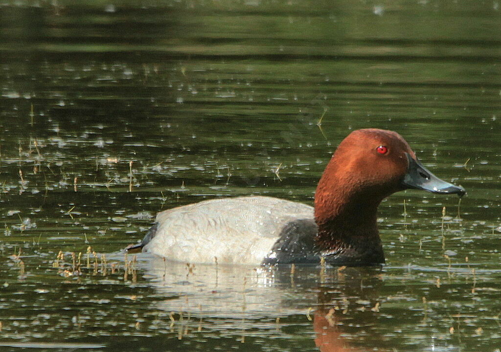 Common Pochard