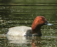 Common Pochard