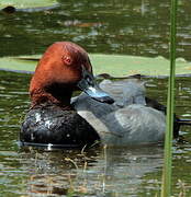 Common Pochard