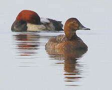 Common Pochard