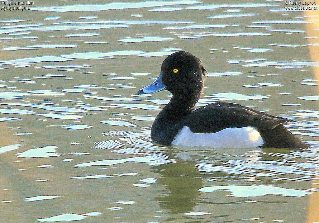 Tufted Duck male adult