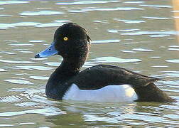 Tufted Duck