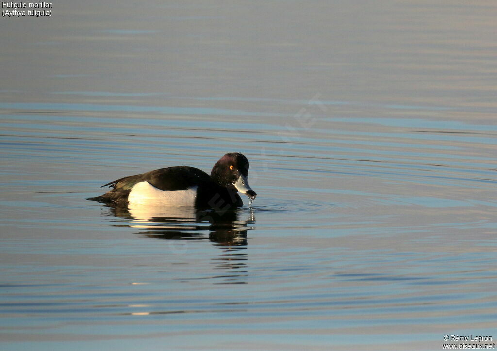 Tufted Duck male adult