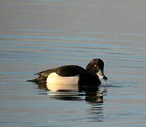 Tufted Duck