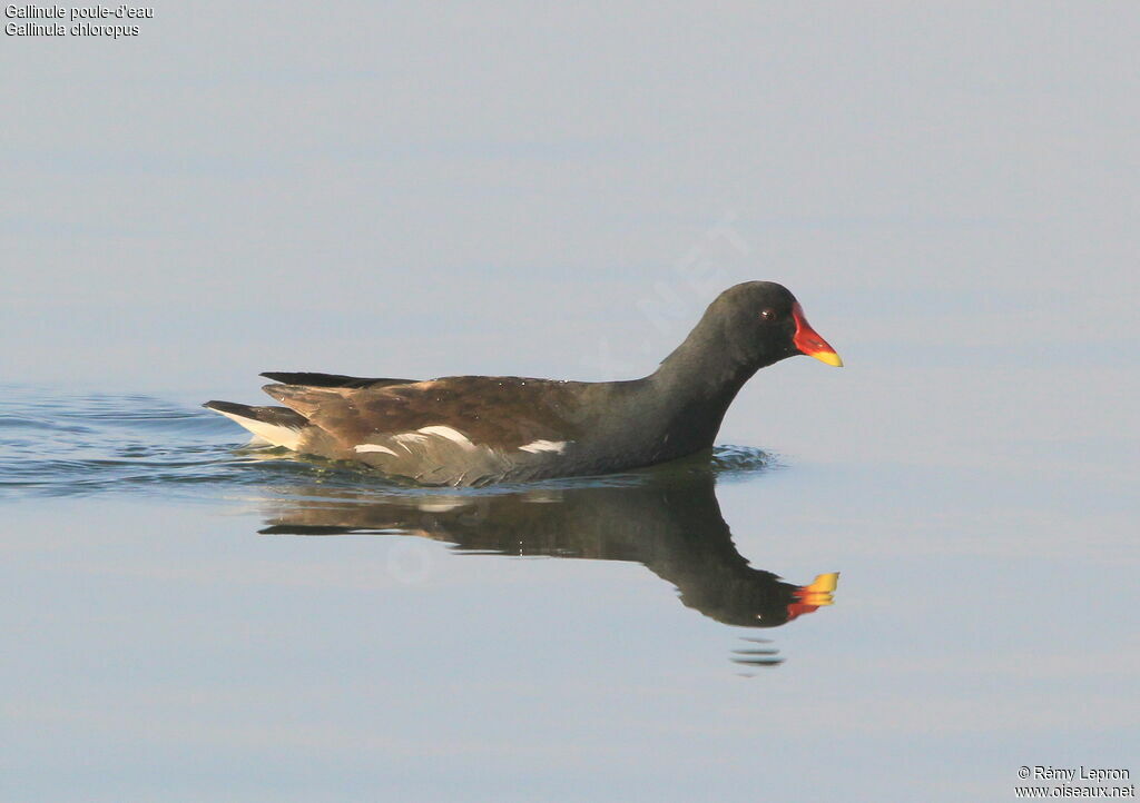 Gallinule poule-d'eauadulte