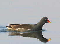 Gallinule poule-d'eau