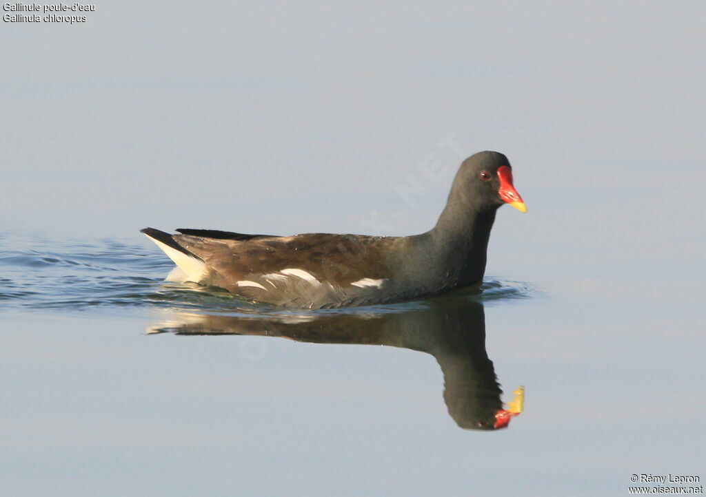 Gallinule poule-d'eauadulte