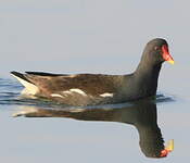 Gallinule poule-d'eau