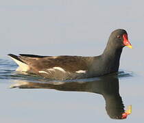 Gallinule poule-d'eau