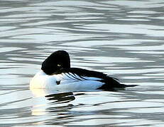 Common Goldeneye