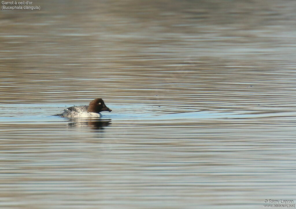 Common Goldeneye female adult breeding