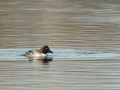 Common Goldeneye