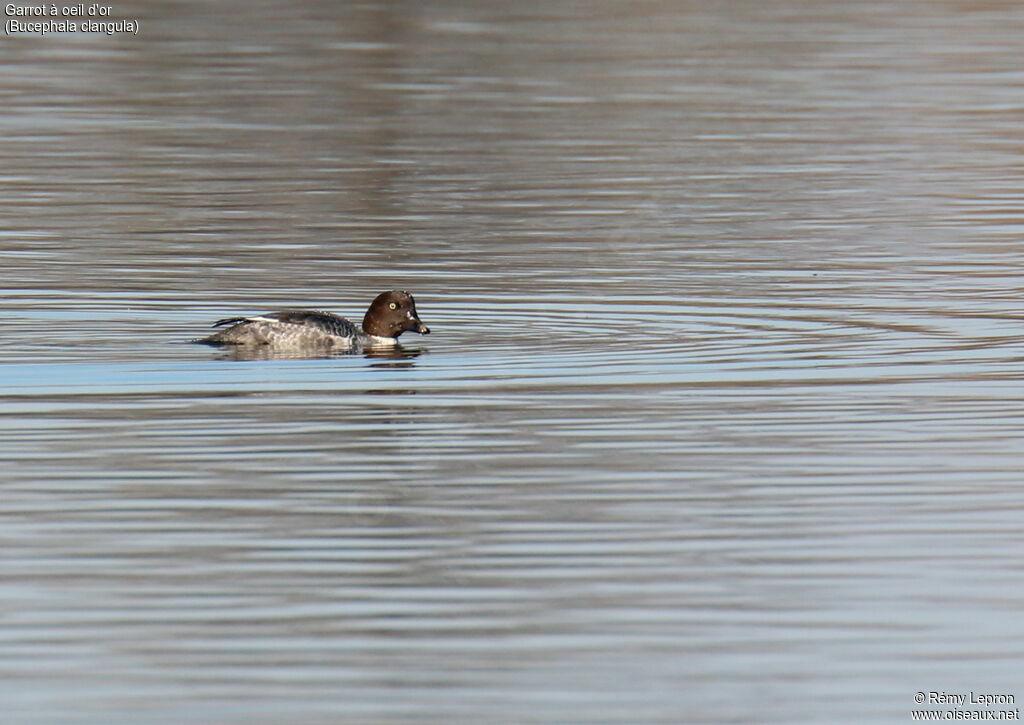 Common Goldeneye female adult breeding