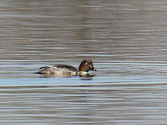 Common Goldeneye