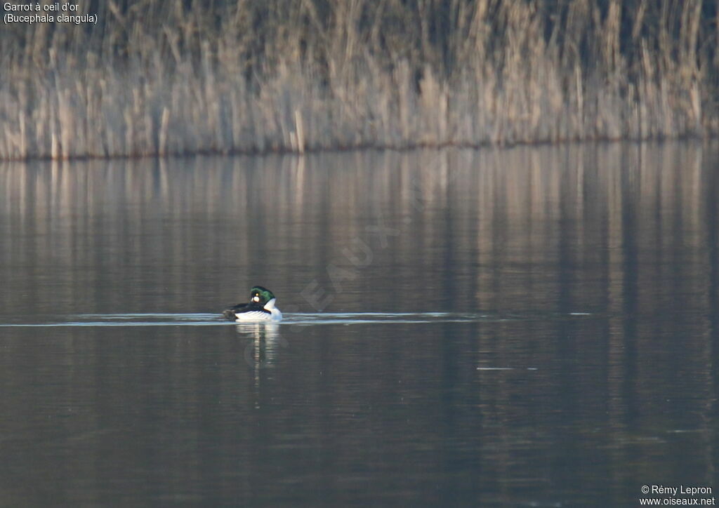 Common Goldeneye male adult breeding