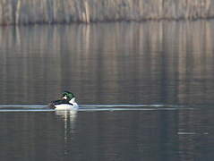 Common Goldeneye