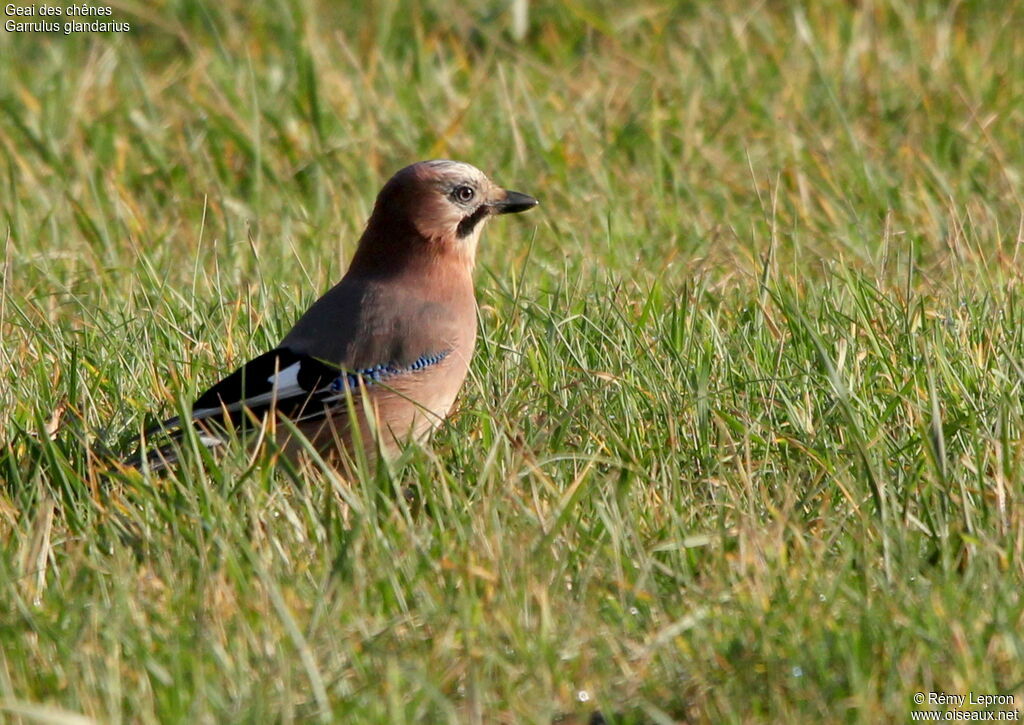 Eurasian Jay