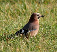 Eurasian Jay