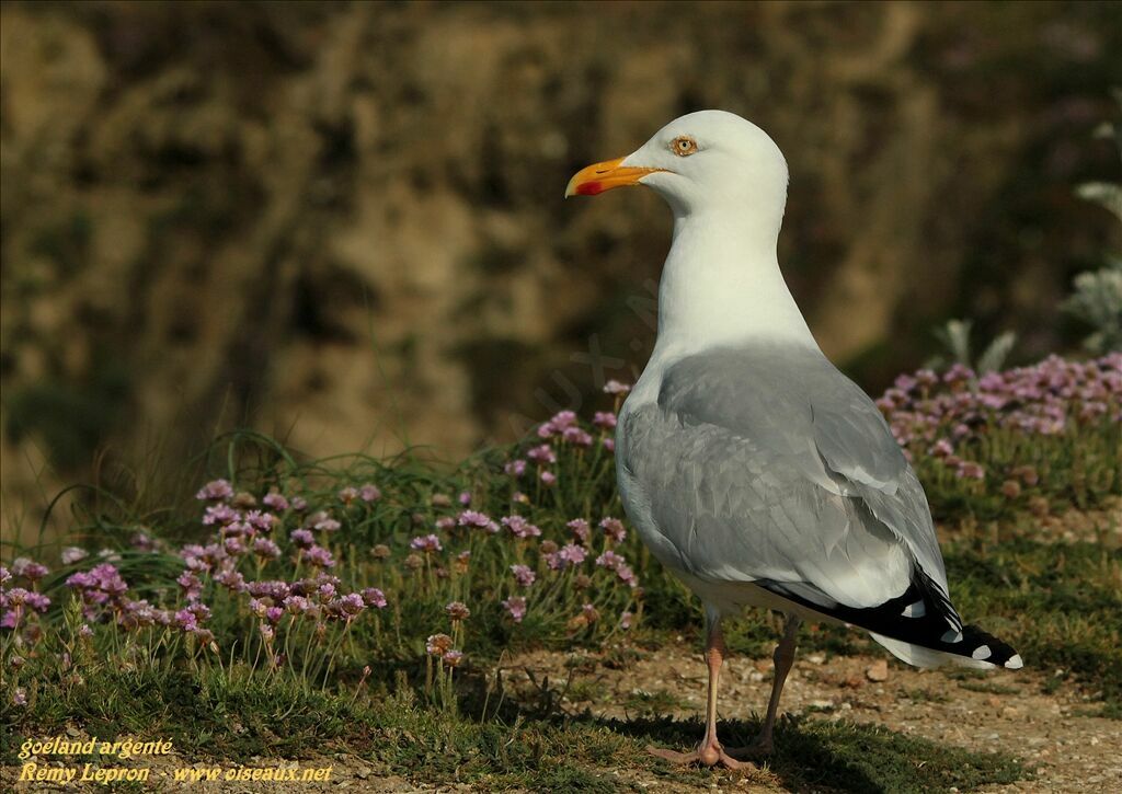 Goéland argenté