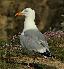 Goéland argenté