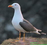 Lesser Black-backed Gull