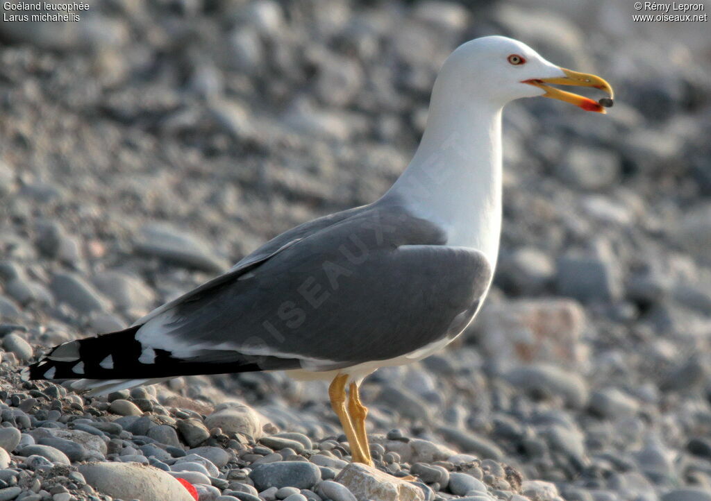 Yellow-legged Gulladult