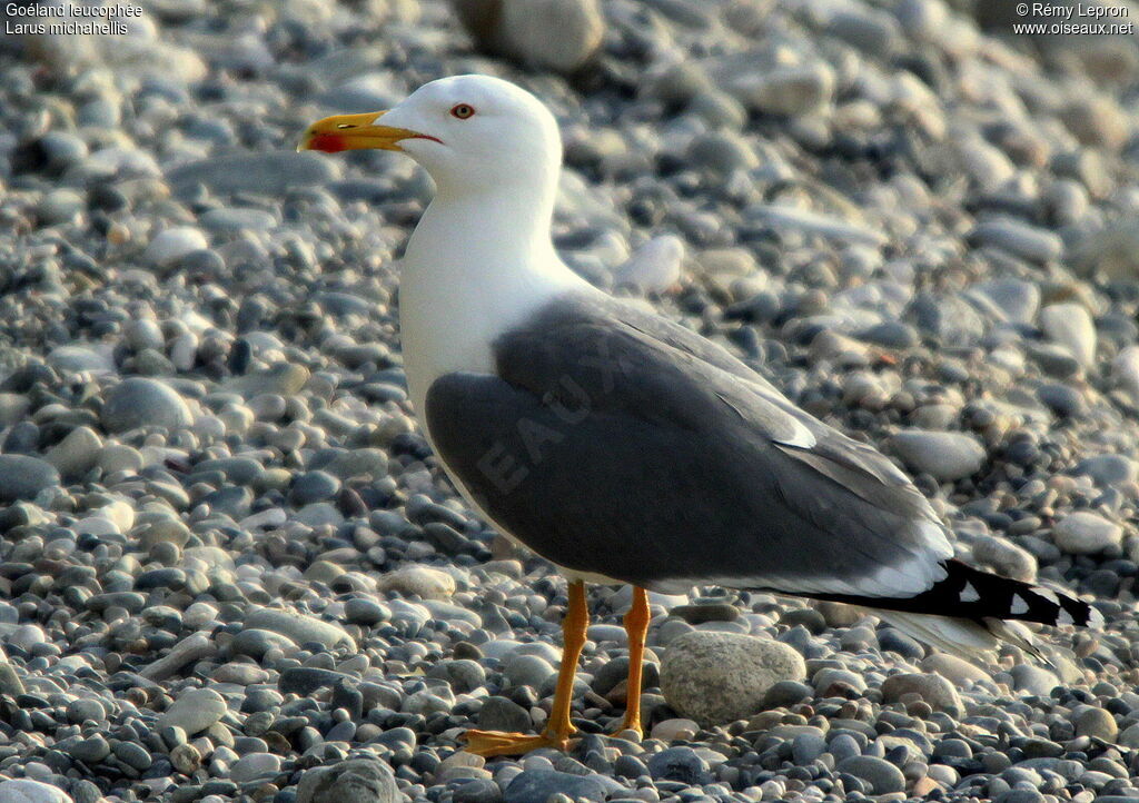 Goéland leucophéeadulte