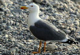 Yellow-legged Gull