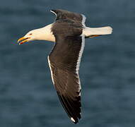 Great Black-backed Gull