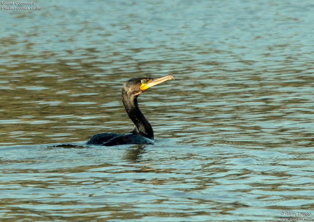 Great Cormorant