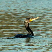 Great Cormorant