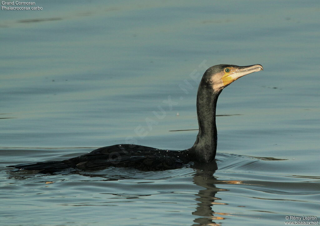 Great Cormorant